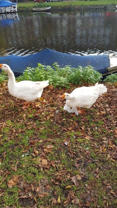 gallery/20191123_112730